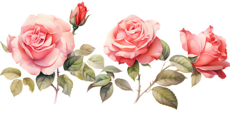 Set of watercolor pink roses illustration on transparent background