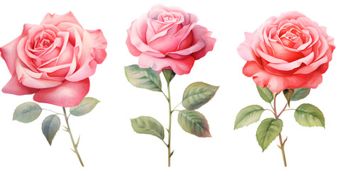 Set of watercolor pink roses illustration on transparent background
