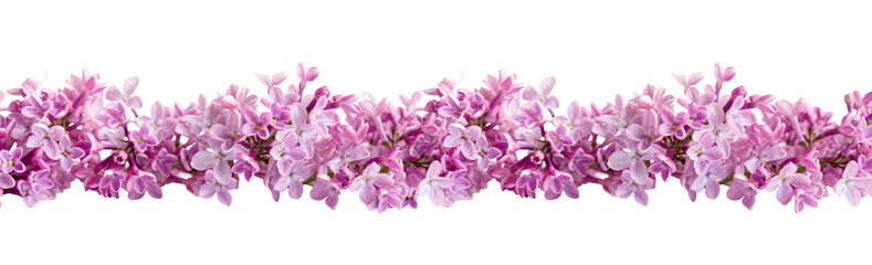 Lilac flowers Isolated on transparent background png. Floristic border or banner. Floral of spring delicate lilac flowers. 