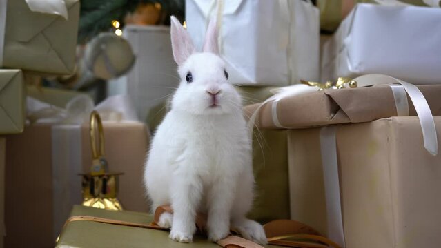 Lovely white baby rabbit with gift boxes with ribbon. Christmas tree background. Merry Christmas and Happy New Year holidays. Cute bunny Easter rabbit animal pet at home.
