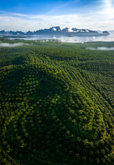 Arial view of palm plantation with  mountain in a background, Phang Nga, Thailand - 675754976