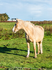 Stunning horse standing on a green field in Dunnet village, Scotland, under a blue sky, with rural houses in the background - 675755722