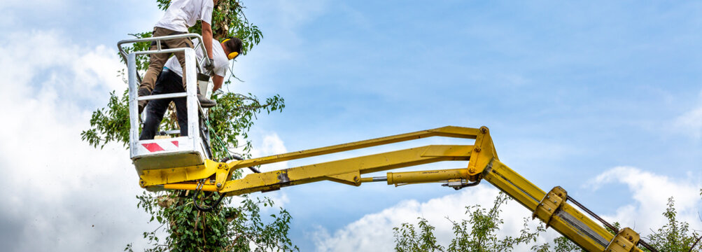Unidentified arborist men in the air on yellow elevator, basket with controls, cutting off dead cherry tree