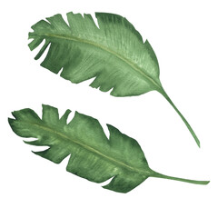 Fototapeta premium Watercolor illustration of banana leaves. Green tropical plant, hand drawn, isolated
