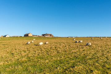 Sheep grazing in a yellow-green Scottish coastal field, on a sunny autumn day, countryside from Caithness coastline, Scotland - 675756747