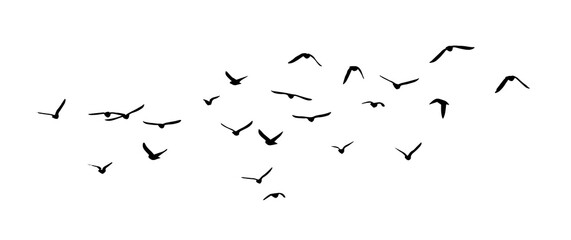 Flying birds silhouette flock. hand drawing. Not AI, Illustrat3 . Vector illustration - obrazy, fototapety, plakaty