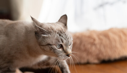 見つめる猫　シャムトラ猫