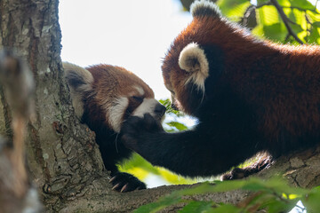 木の上でくつろぐ二匹のレッサーパンダ