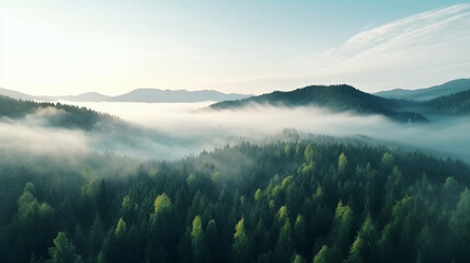 Morning fog above the forest