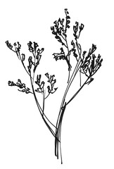 Drawing with a marker. Graphics. Bouquet of hand draw wild flowers and herbs. Botanical plant illustration. Summer season flower. Summer postcard