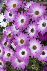 Osteospermum mauve