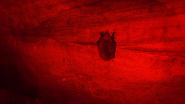 The Red cave, catacombs. A bat vampire is hanging on the ceiling. Scary place
