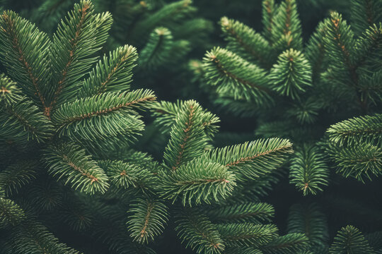 Beautiful green fir tree branches close up