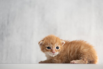 A real orange striped tabby cat. 4-6 weeks old domestic kitten.