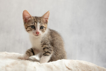 Fototapeta na wymiar A real small tabby cat. 8-10 weeks old domestic kitten.