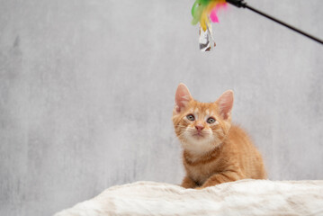 A real orange striped tabby cat. 8-10 weeks old domestic kitten.
