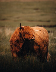 highland cow in a pasture