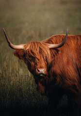 highland cow with horns