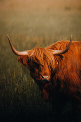 highland cow with horns