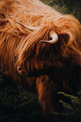 highland cow close up with horns