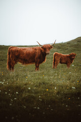 highland cow and baby in meadow