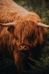 highland cow close up face