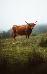cow on the meadow