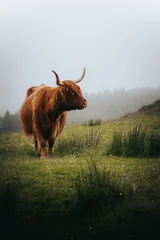 Gordijnen highland cow with horns © BillyClicksScotland