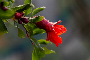 selective focus on pomegranate flower on a pomegranate tree