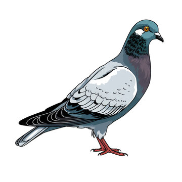 street pigeon . Clipart PNG image . Transparent background . Cartoon vector style . Generative AI 