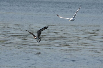 osprey is hunting a fish