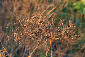 Dry umbel inflorescences of dill with ripe seeds on field