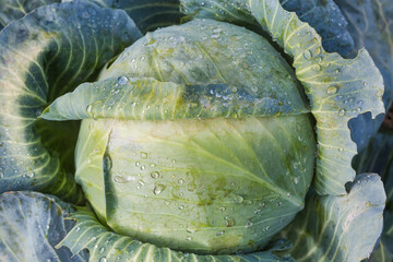 Obraz premium Wet head of late white cabbage on field after rain