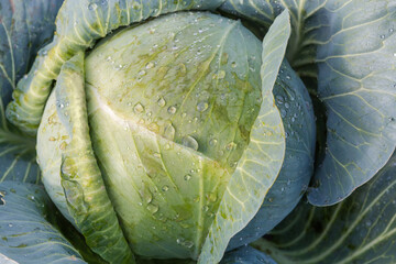 Wet head of late white cabbage on field after rain