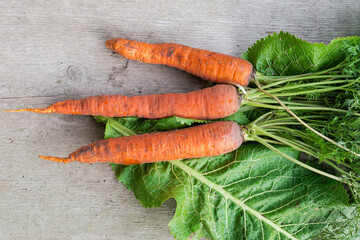Freshly harvested carrots with haulm on horseradish leaves on plank