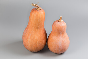 Two butternut squash close-up on a gray background