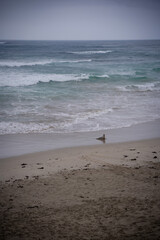 Seal is going to the beach from the sea. Cloudy weather at the coast 