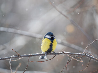 Cute bird Great tit, songbird sitting on a branch without leaves in the autumn or winter.