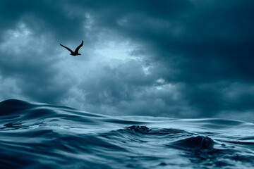 seagull flying over the ocean waves in a stormy sky