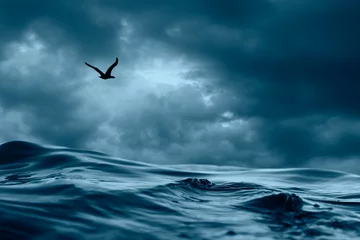 Fototapeten seagull flying over the ocean waves in a stormy sky © Visualmind