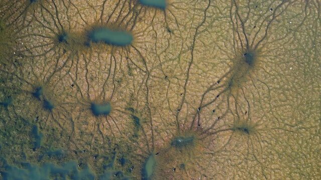 Excess levels of nitrogen and phosphorus within the water cause algae to grow faster than ecosystems can handle.