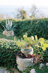 Bush of green prickly pear grows in a stone pot in a garden near a hedge