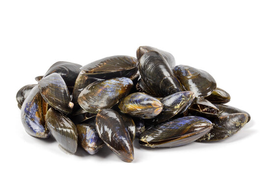 tas de moules crues, en gros plan, isol&eacute;es sur un fond blanc
