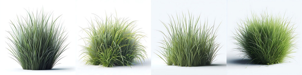 Collection of different kinds of grass
