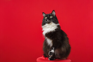 Portrait of black and white kitten with red background.