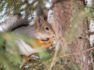 The squirrel with nut sits on tree in the winter or late autumn