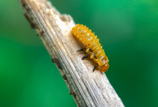 The pupae of caterpillars are yellow. Slug moth larvae (family Limacodidae). Limacodidae slug caterpillar