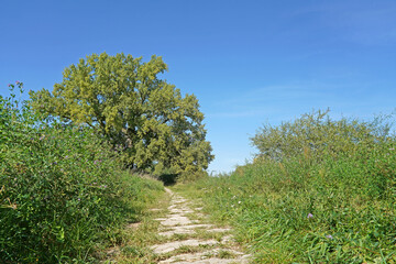 Schwarzpappel