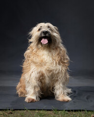 different breeds of dogs on a gray background
