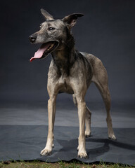 Obraz premium different breeds of dogs on a gray background